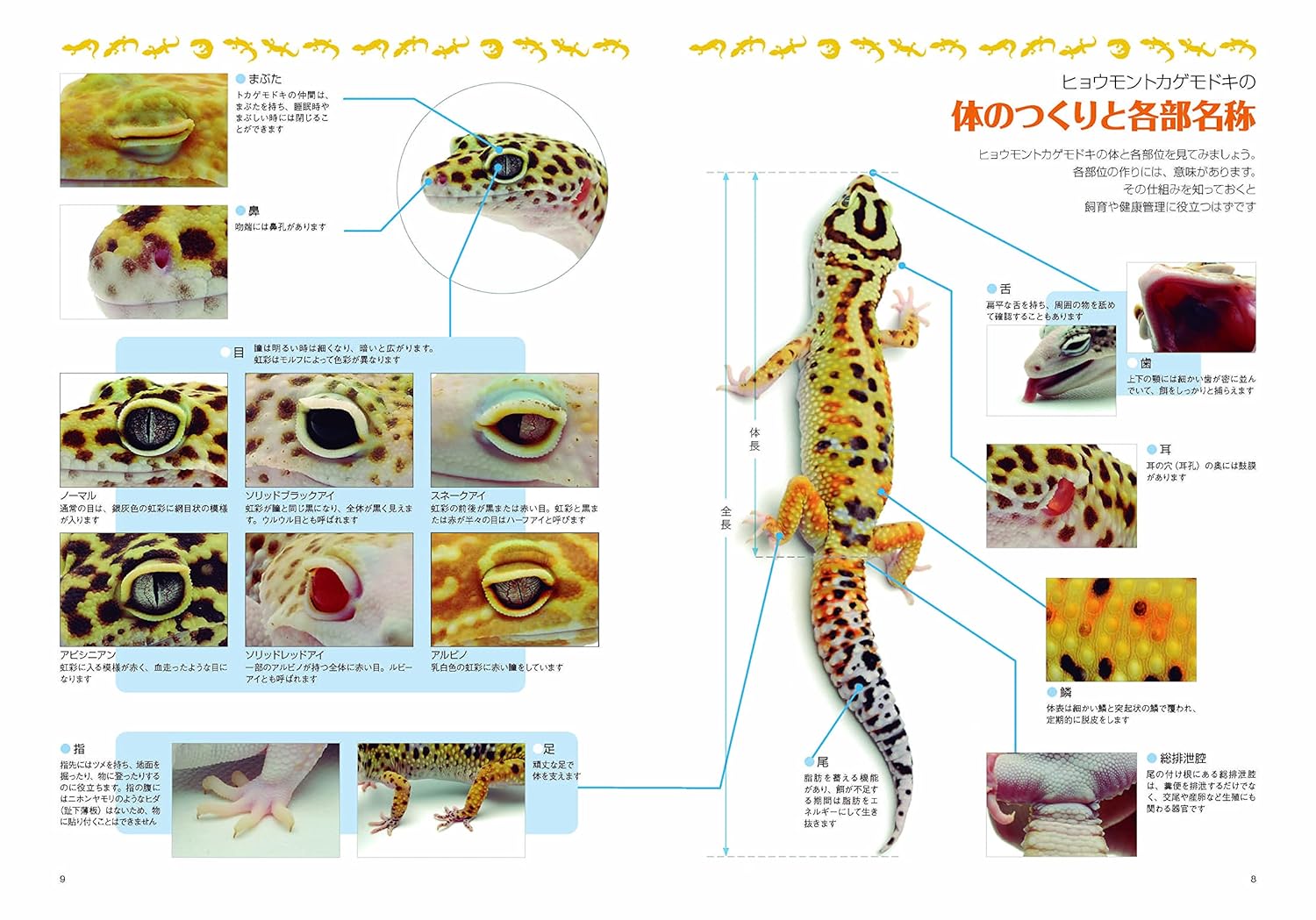 ヒョウモントカゲモドキと暮らす本 (アクアライフの本) 体のつくり