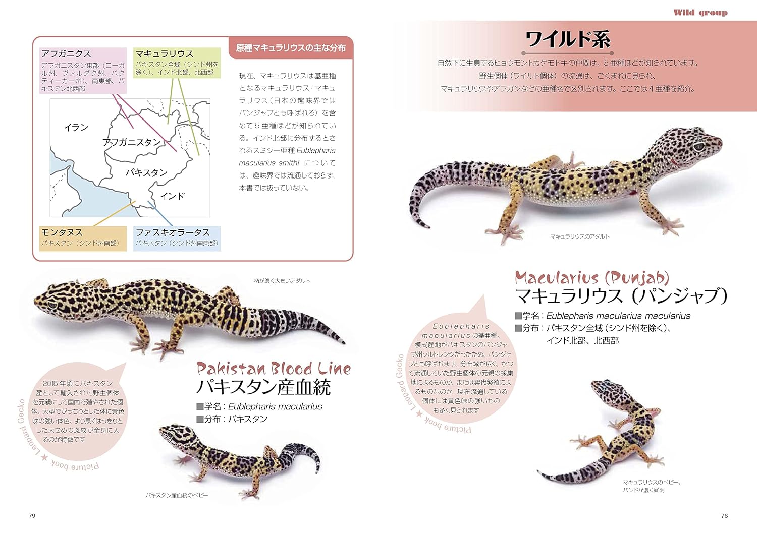 ヒョウモントカゲモドキと暮らす本 (アクアライフの本) 血統