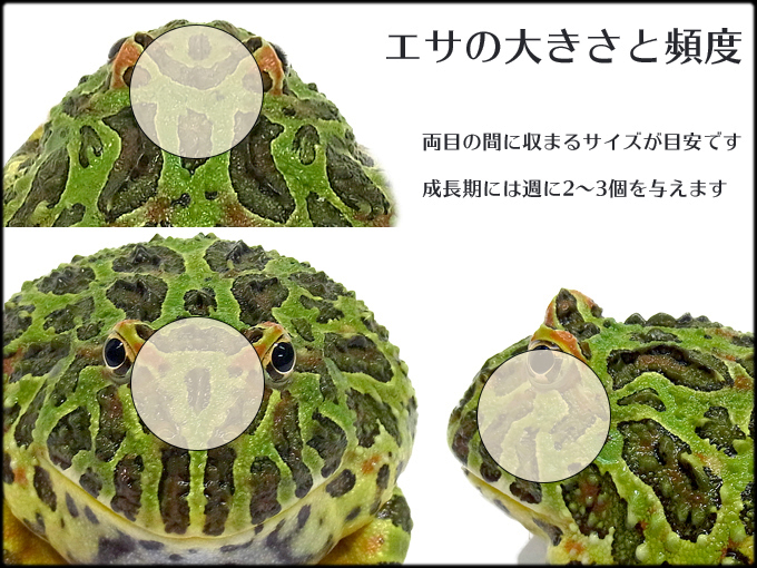 パックマンディナー エサの大きさ