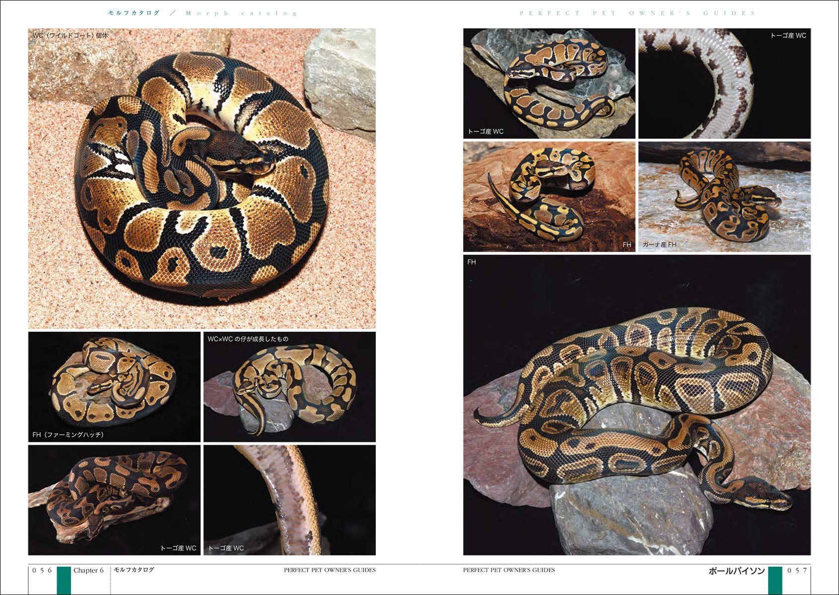 ボールパイソン 飼育