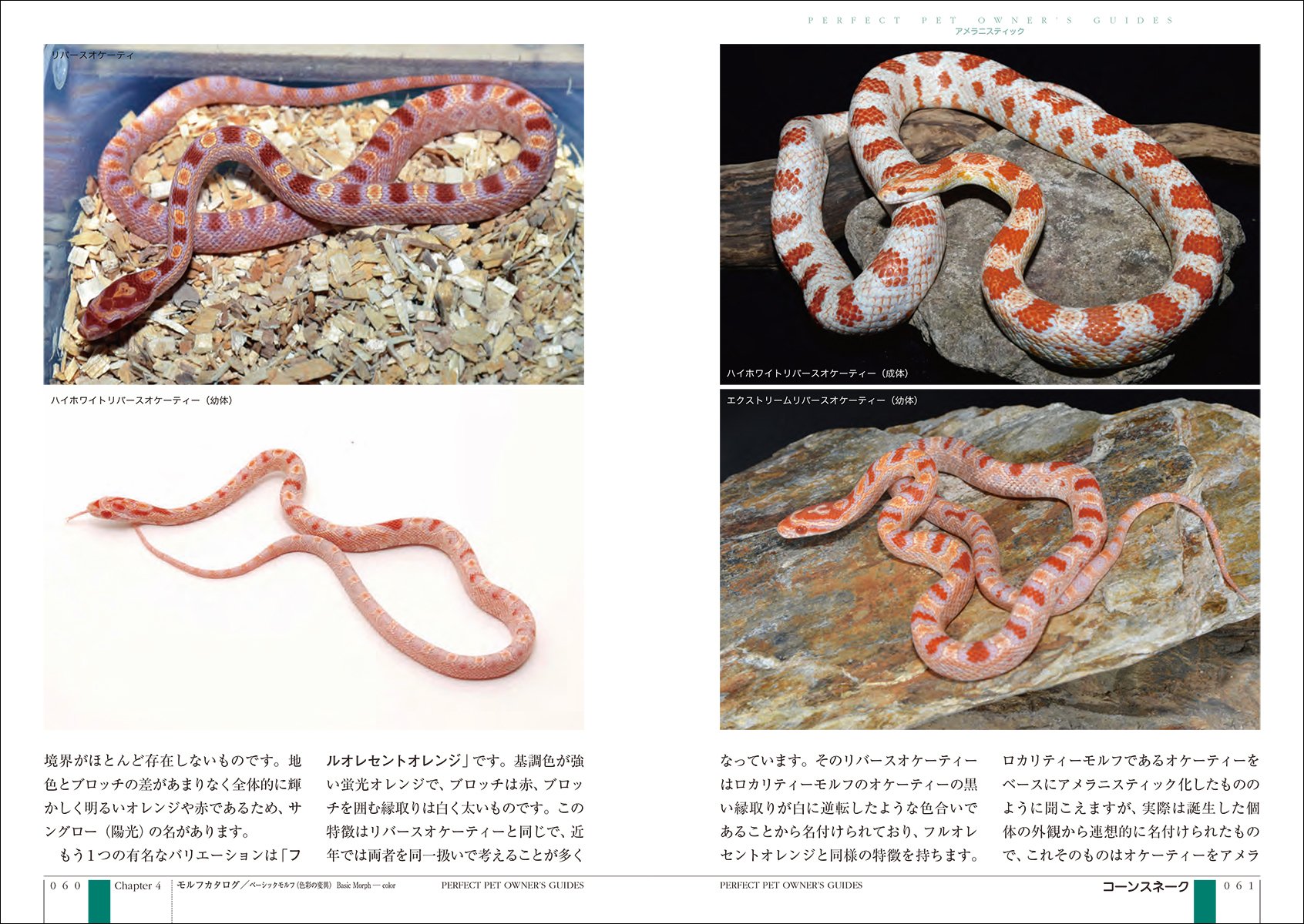 ナミヘビ 飼育