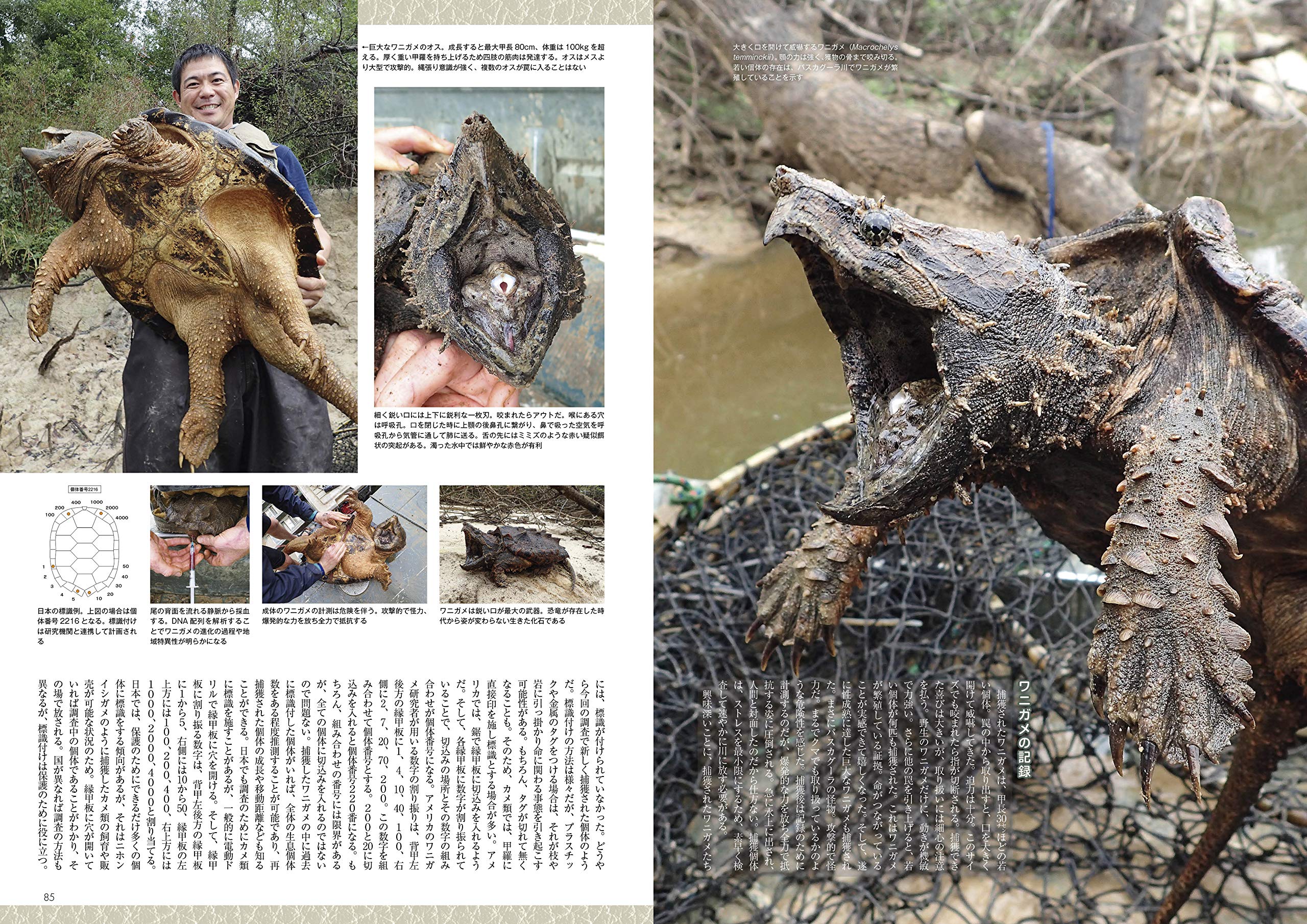 ビバリウムガイド No.91 2020年冬号 小粋なヤモリ