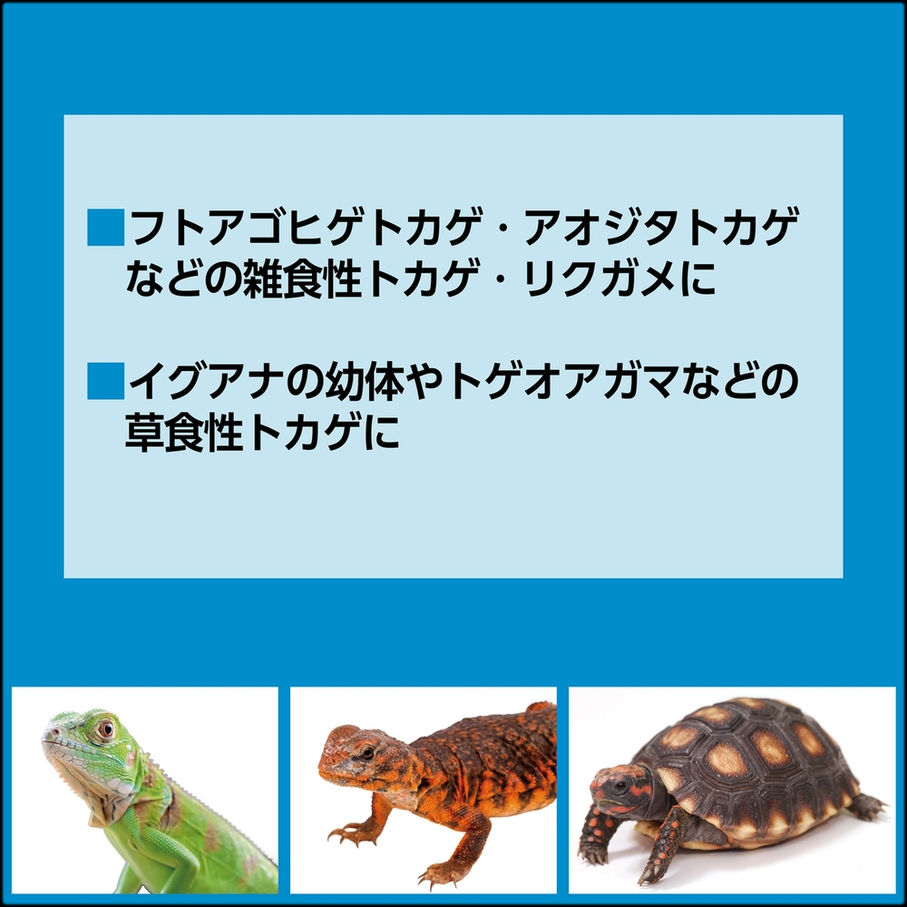 カルシウムペースト乳酸菌プラス　フトアゴ アオジタ リクガメ トゲオアガマ イグアナ幼体に