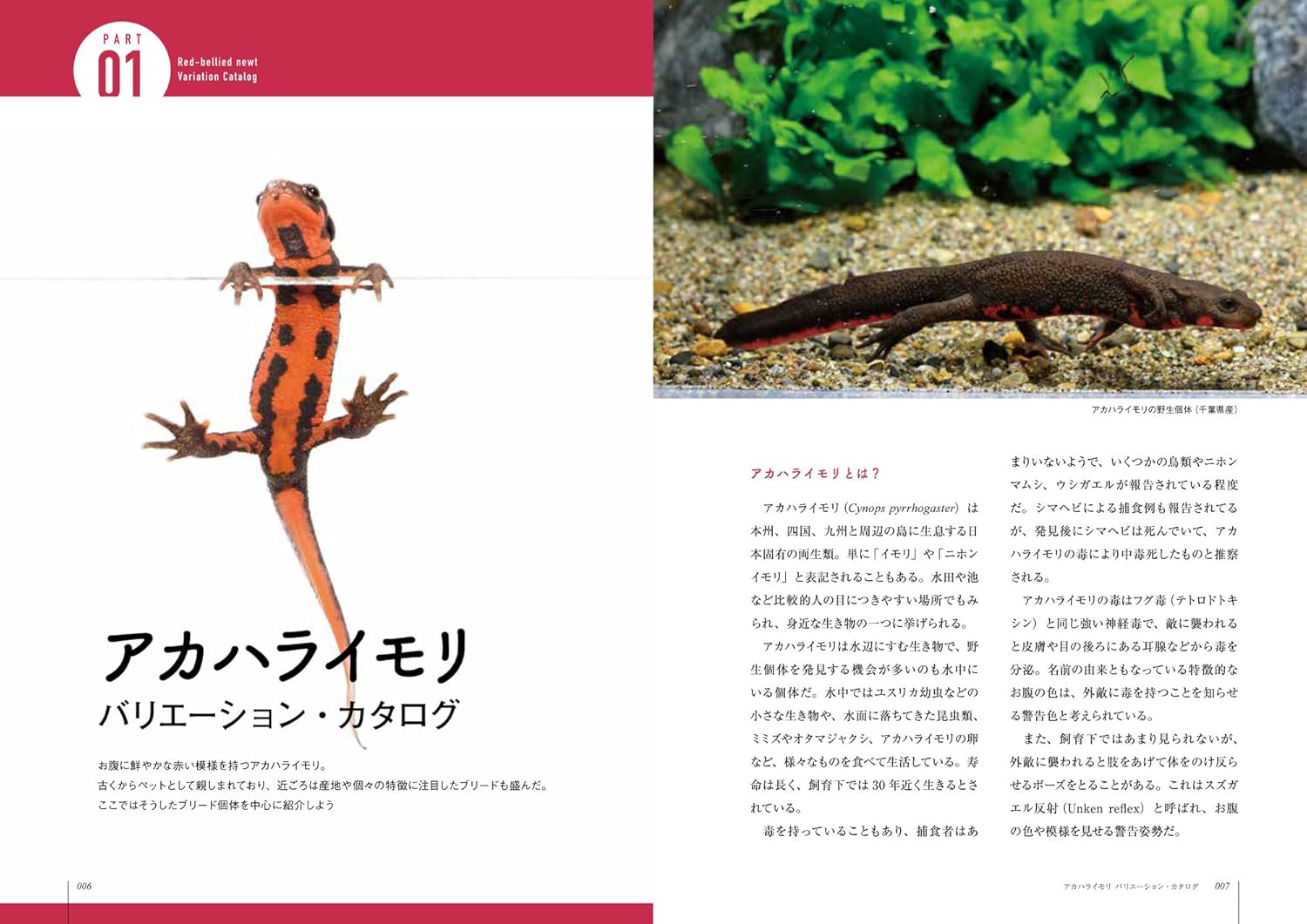 イモリと暮らす本 アカハライモリ