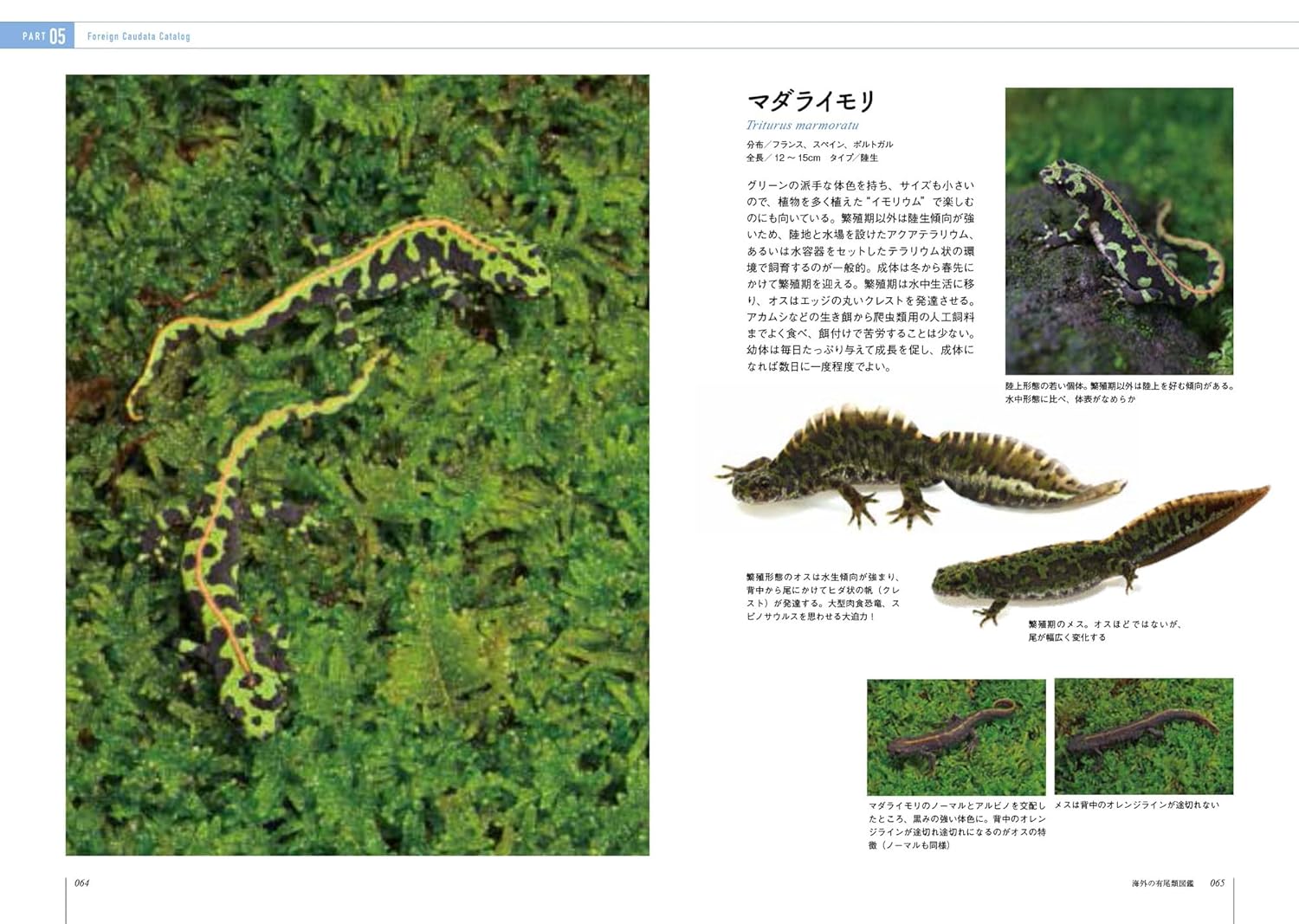 イモリと暮らす本 マダライモリ