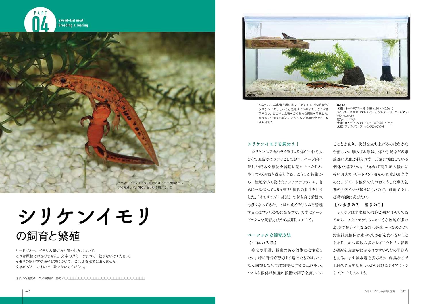 イモリと暮らす本 シリケンイモリ