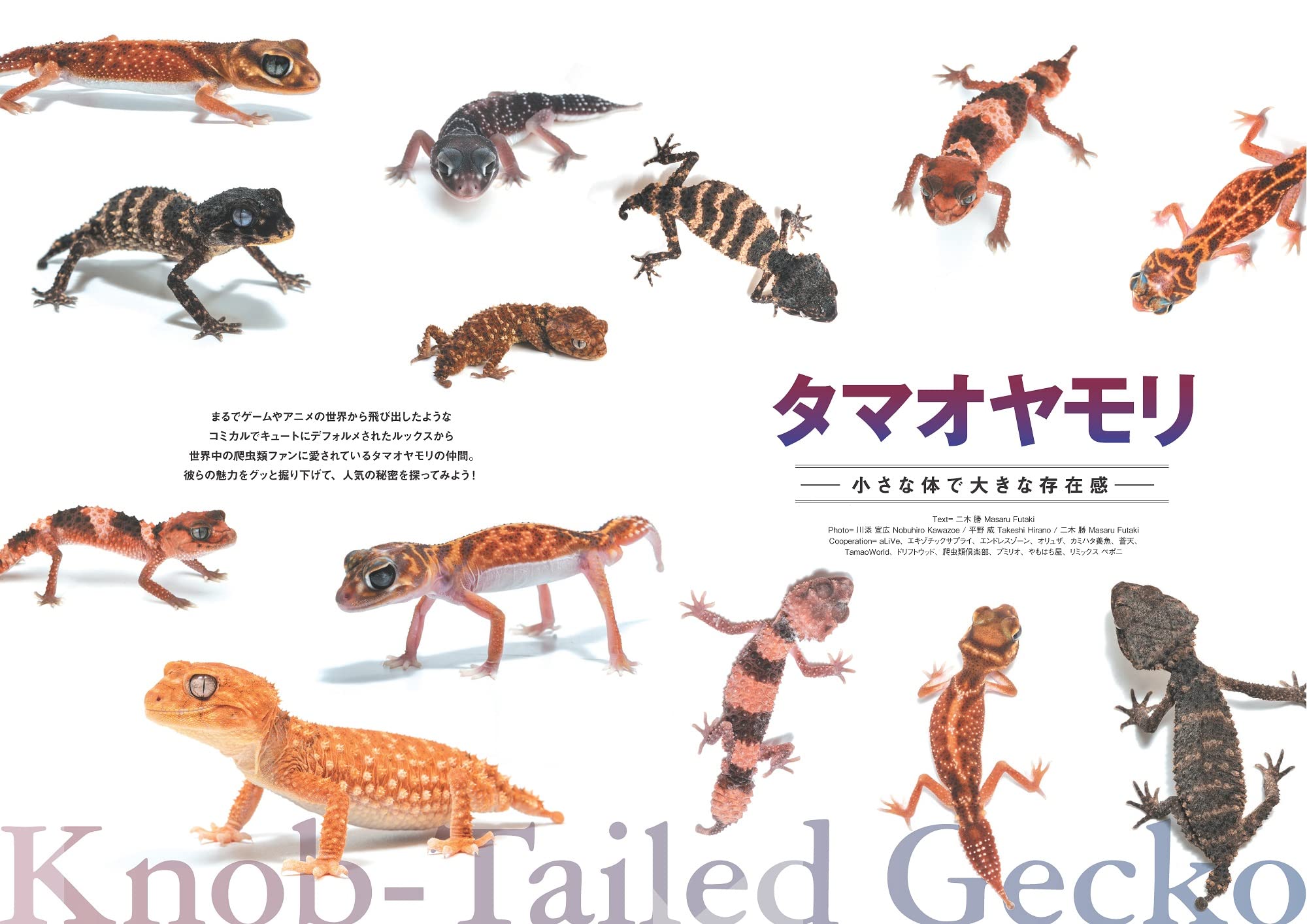 レプファンvol.17 特集内容