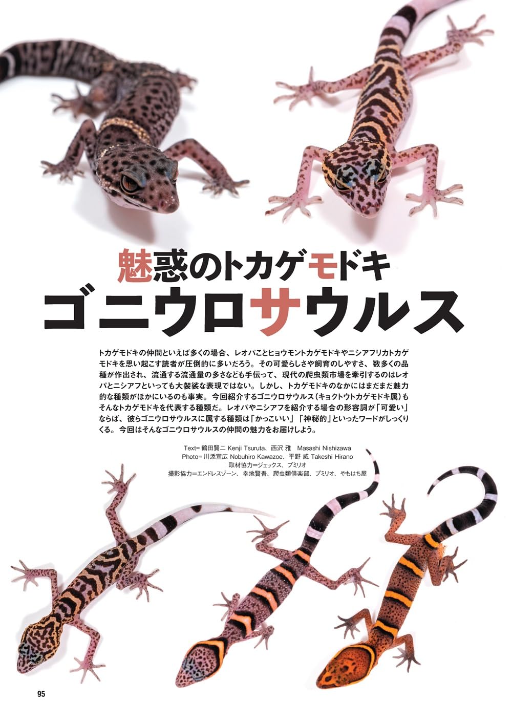 レプファン Vol.23 ゴニウロサウルス