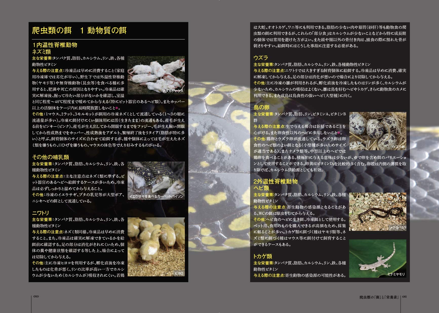 爬虫類 健康