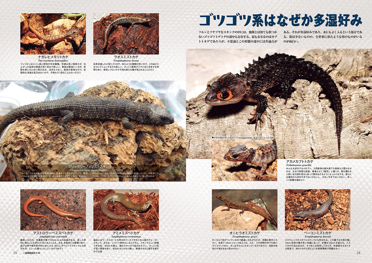 ビバガ アカメカブトトカゲ