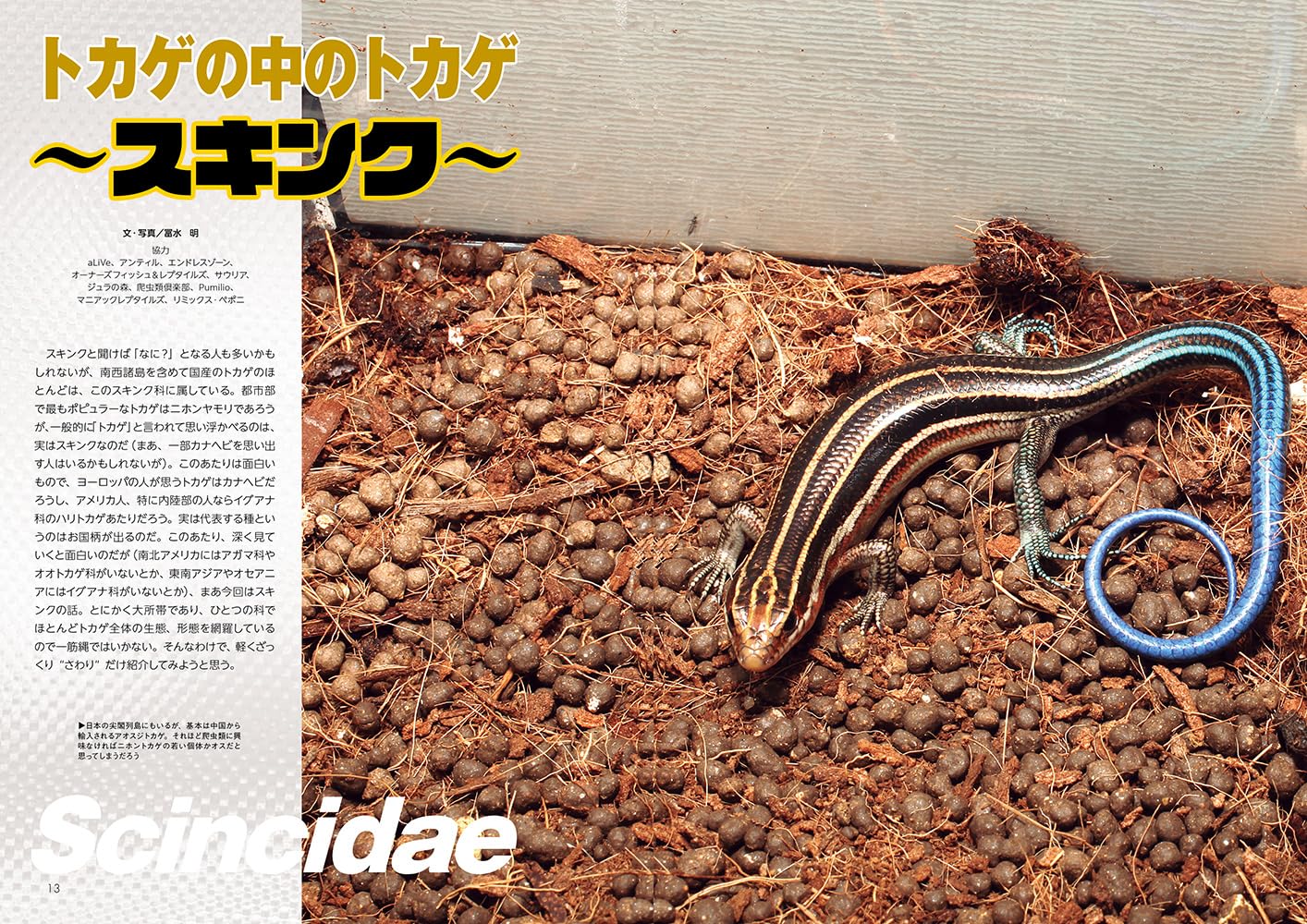 ビバガ 特集