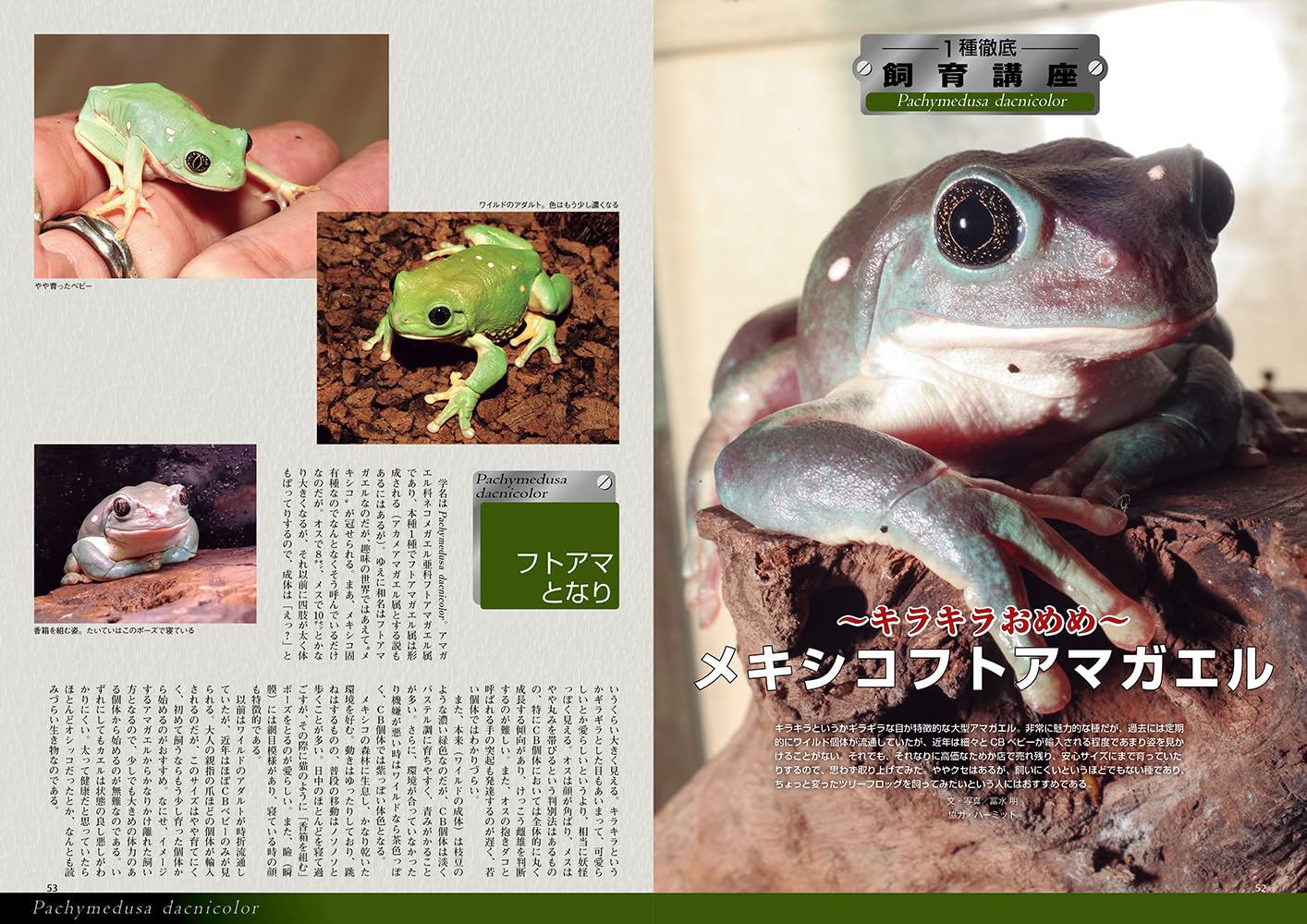 ビバガ メキシコフトアマガエル