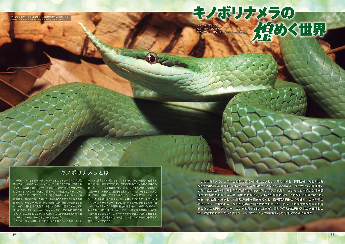 ビバガ キノボリナメラ