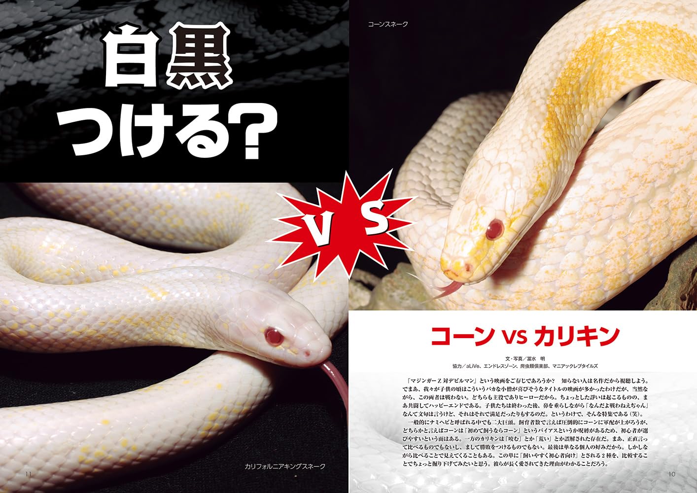 ビバガ 白黒つける?