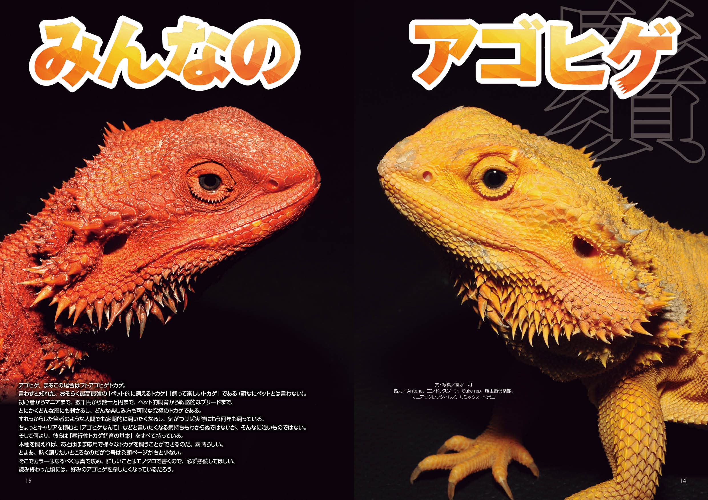 ビバリウムガイド フトアゴヒゲトカゲ
