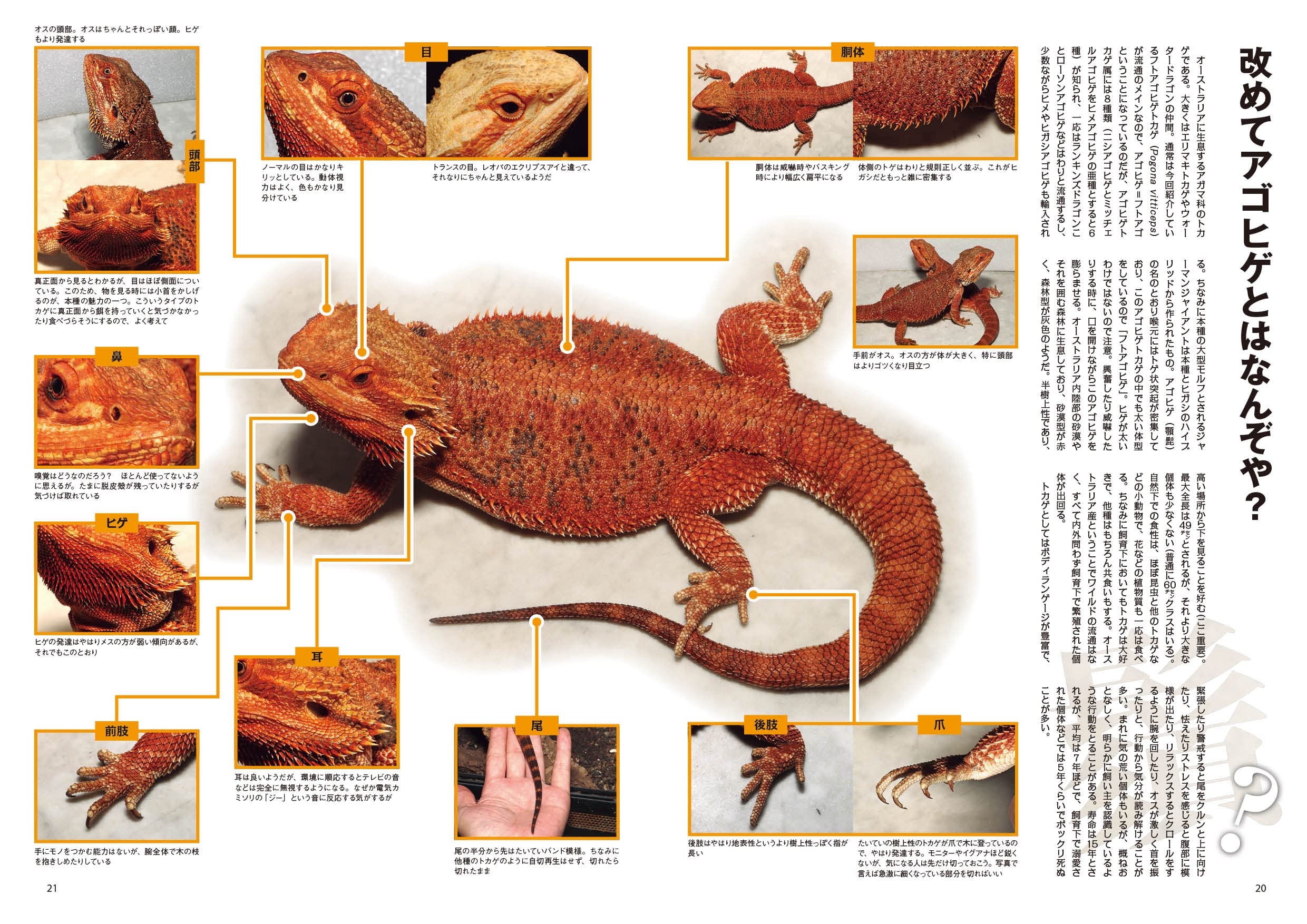 ビバガ フトアゴ