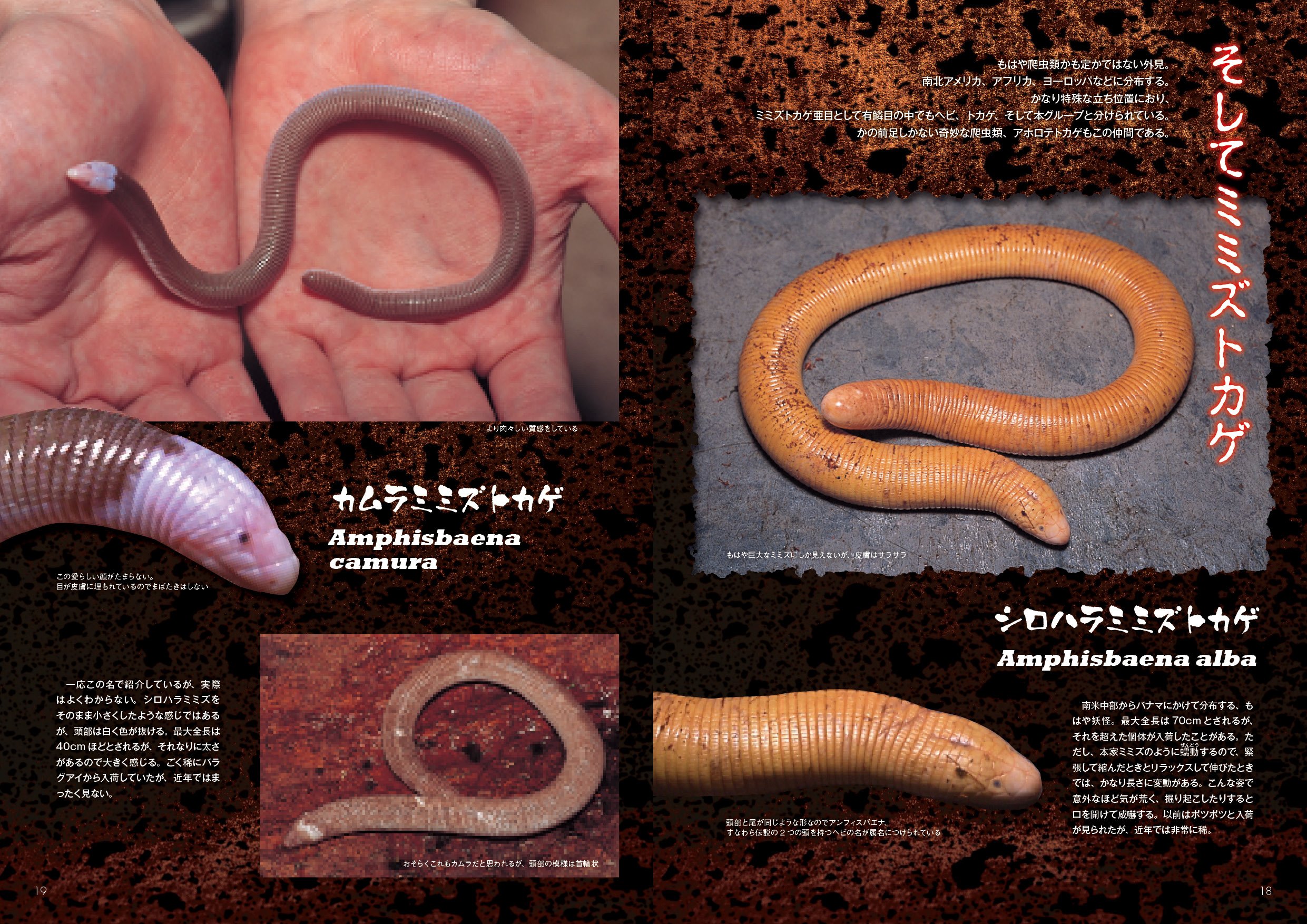 ビバガ 66号 アクアライフ8月号増刊