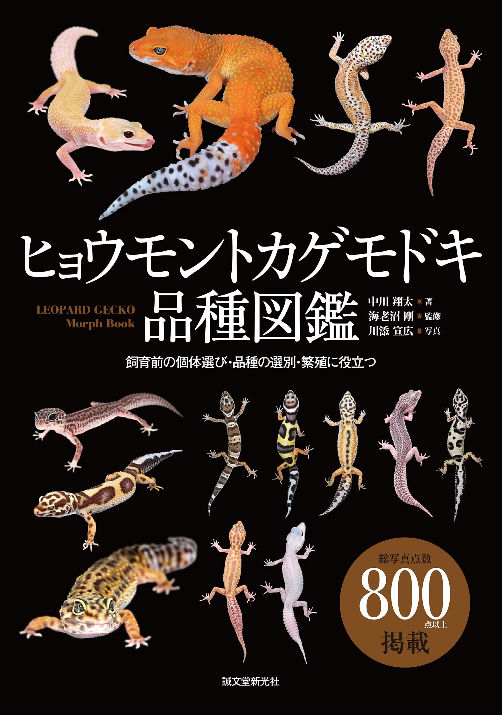 ヒョウモントカゲモドキ 図鑑