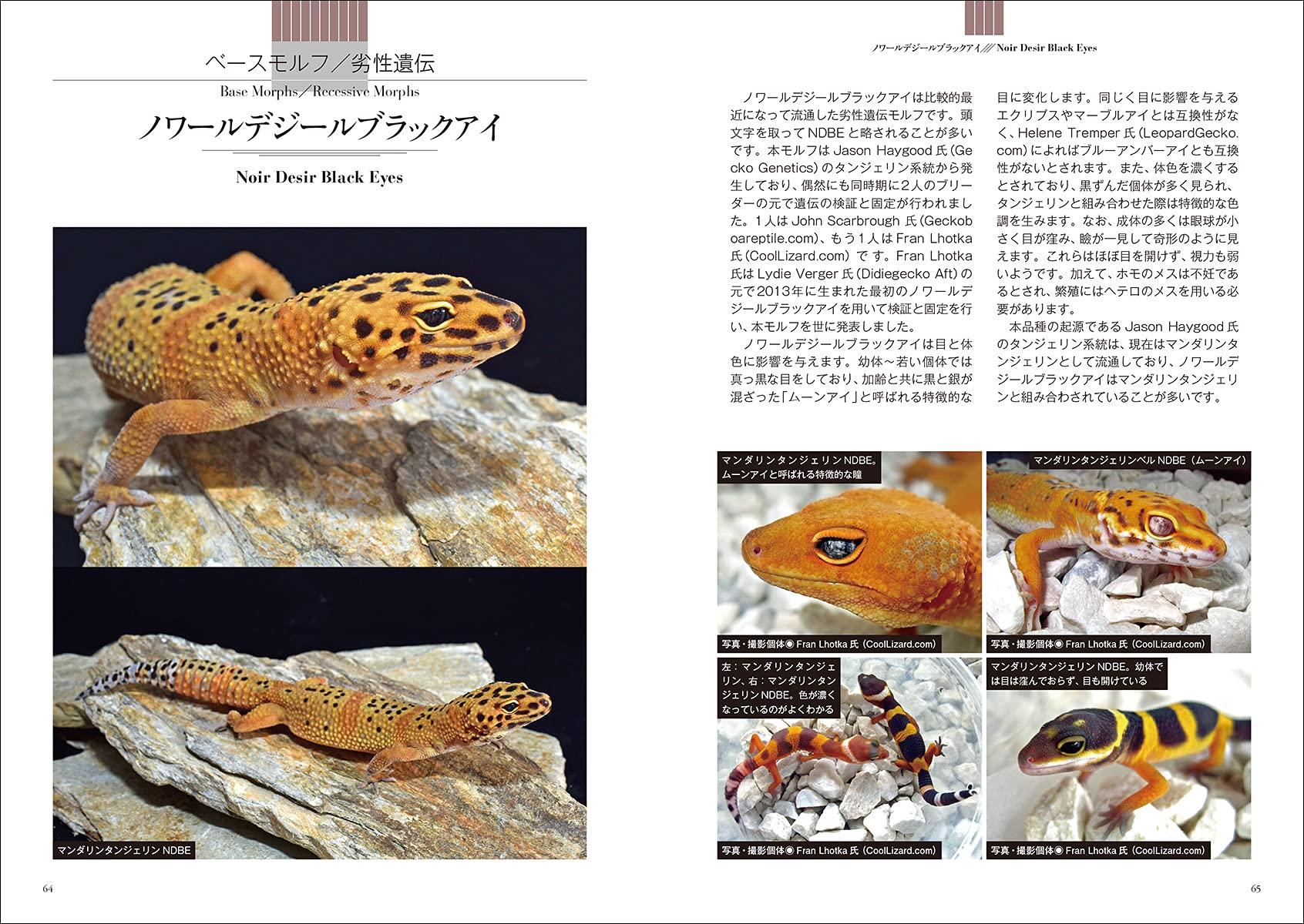ヒョウモントカゲモドキ 種類