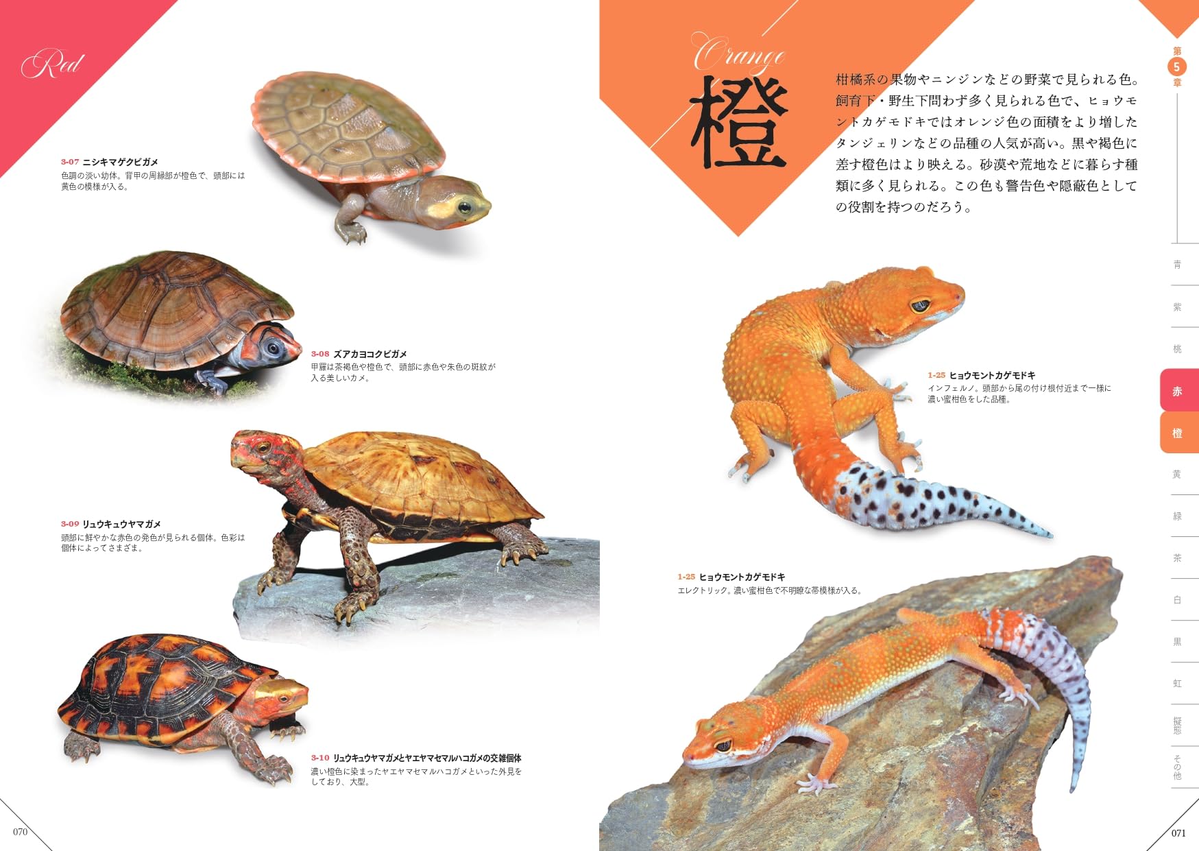 色彩別爬虫類・両生類図鑑 橙