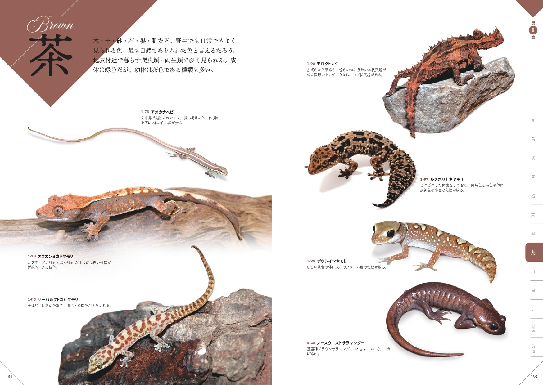 色彩別爬虫類・両生類図鑑 茶