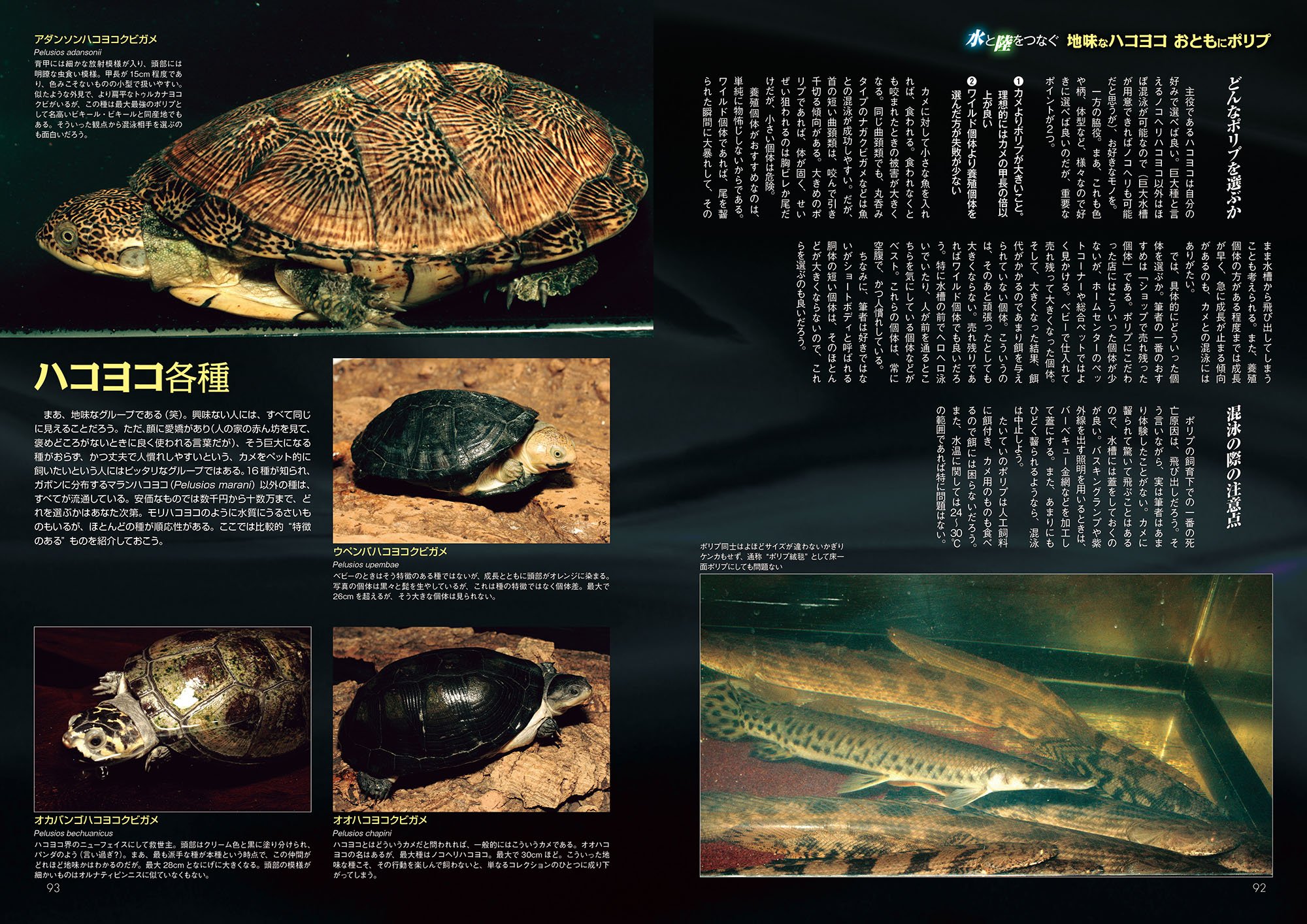 ビバリウムガイド No.65 アクアライフ5月号増刊　魅惑のパンサーカメレオン