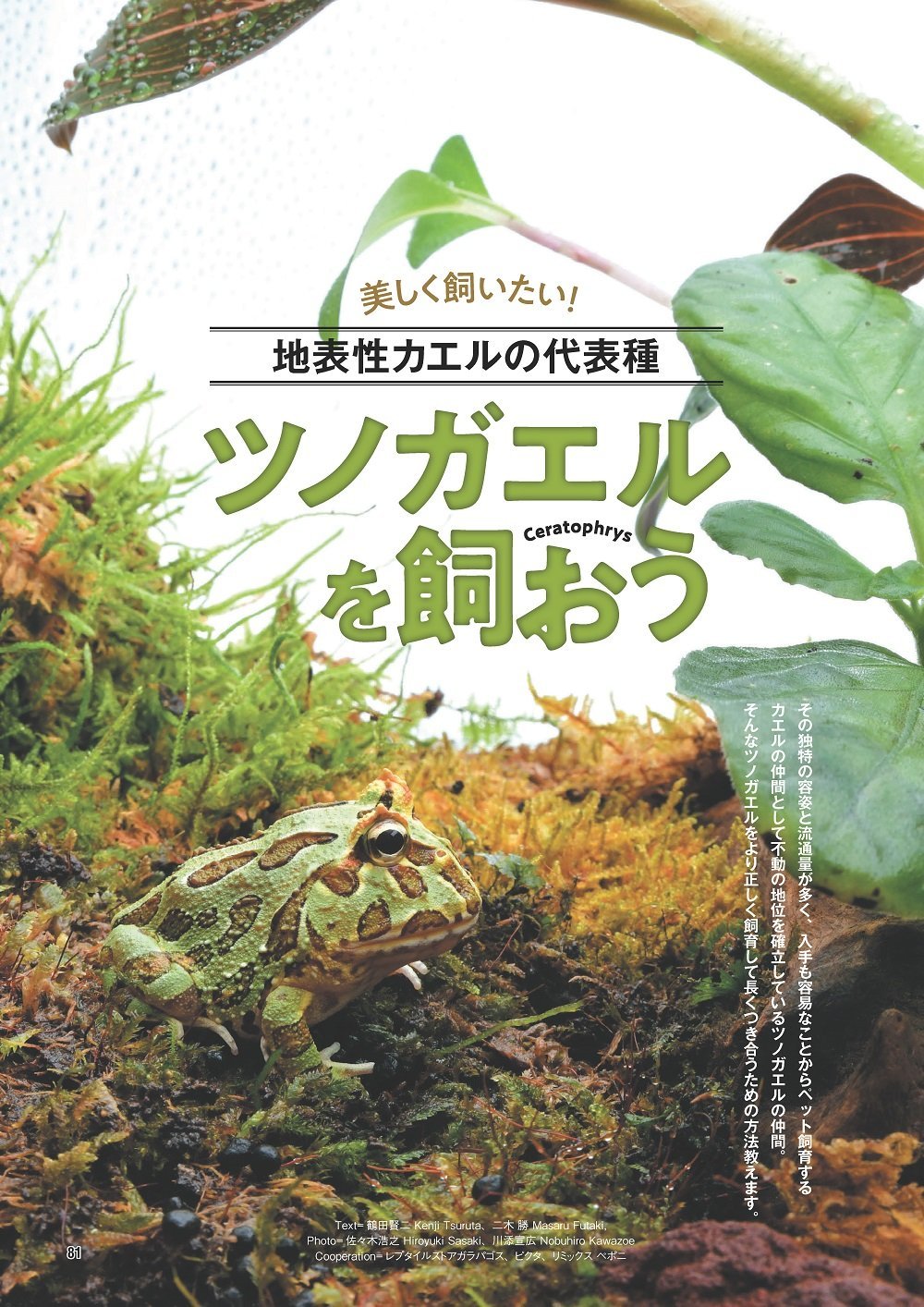 レプファン vol.6 笠倉出版