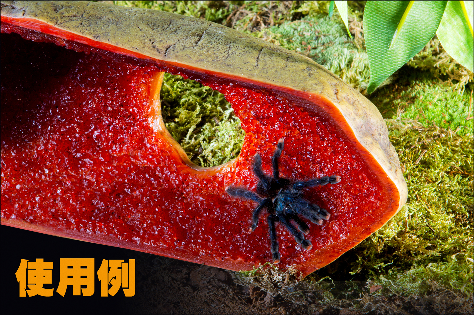 クリスタルケイブL EXOTERRA GEX 使用例