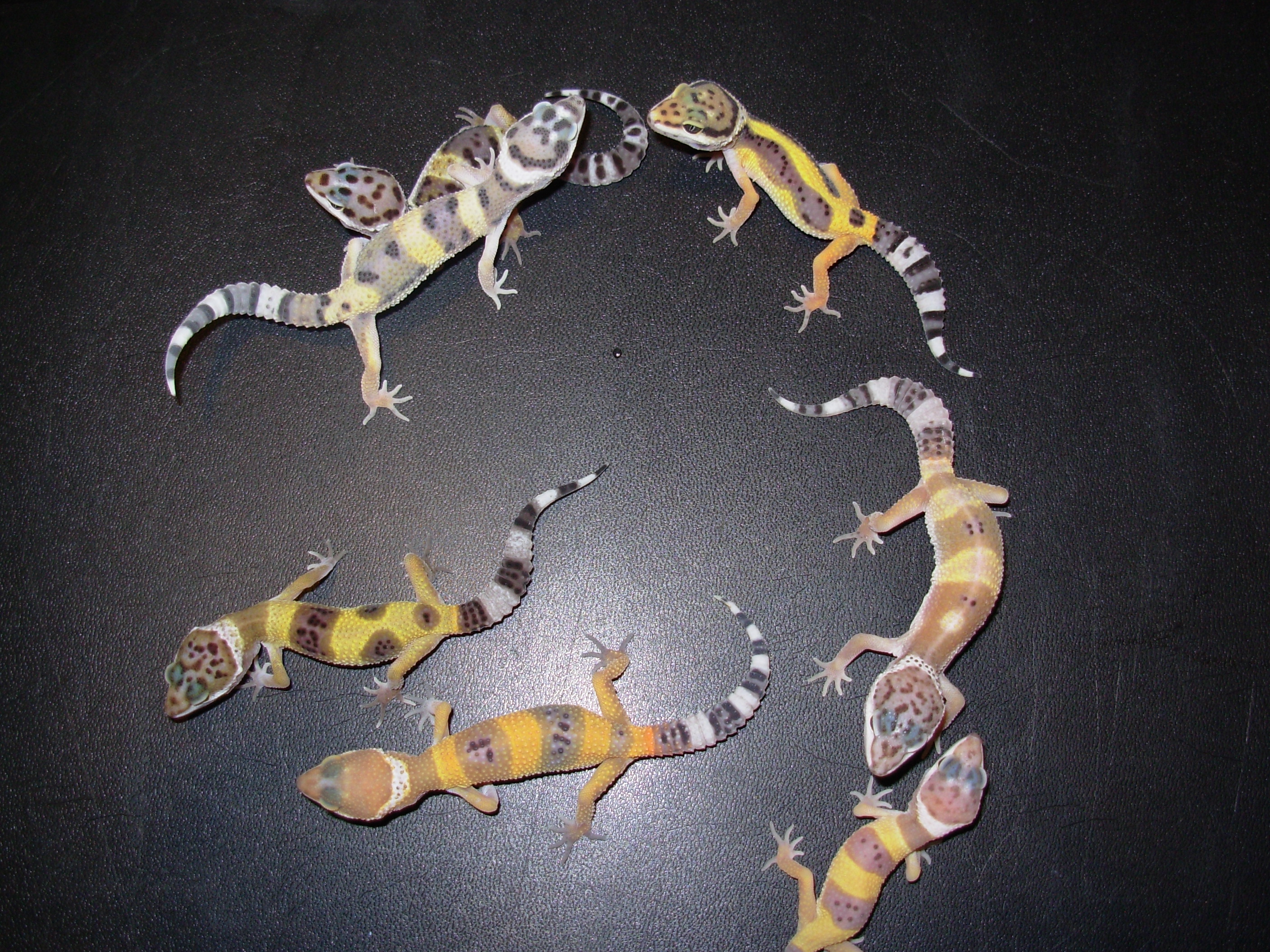 ヒョウモントカゲモドキ