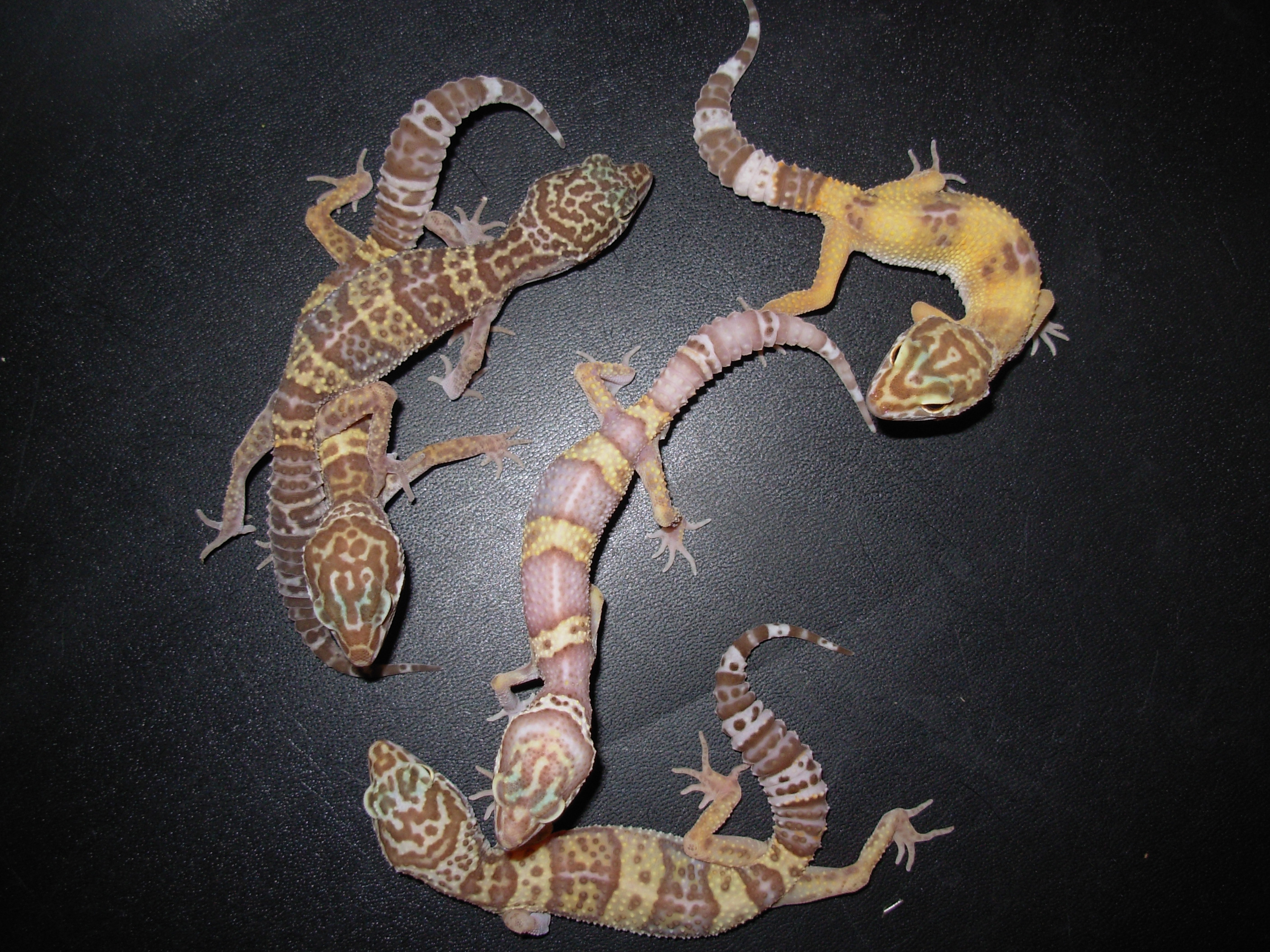 ヒョウモントカゲモドキアルビノ